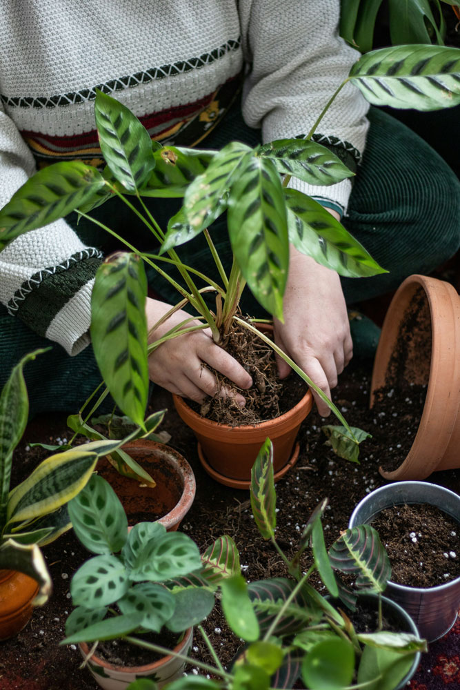 Odoo Belgique - mains d'une femme en train de mettre une plante dans un pot de fleur.